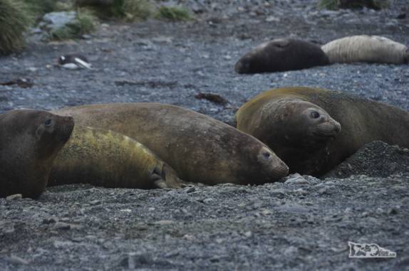 Elefantes-marinho em praia de Prion Island, na Geórgia do Sul